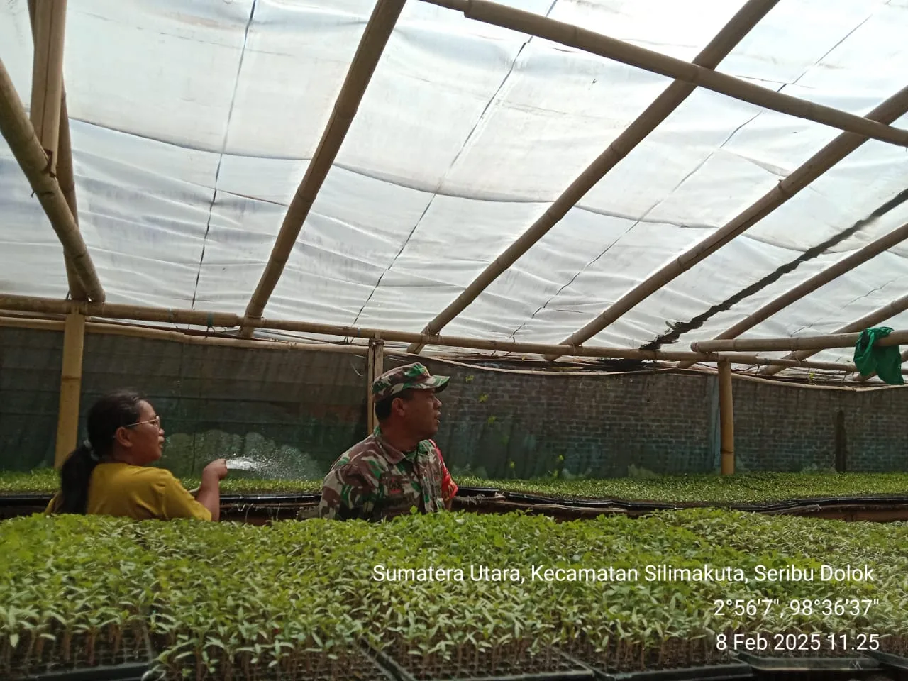 Untuk mendukung peningkatan kualitas bibit tanaman yang unggul, Babinsa Saribudolok Komsos dengan Petani Pembibitan Sayuran dan Cabe