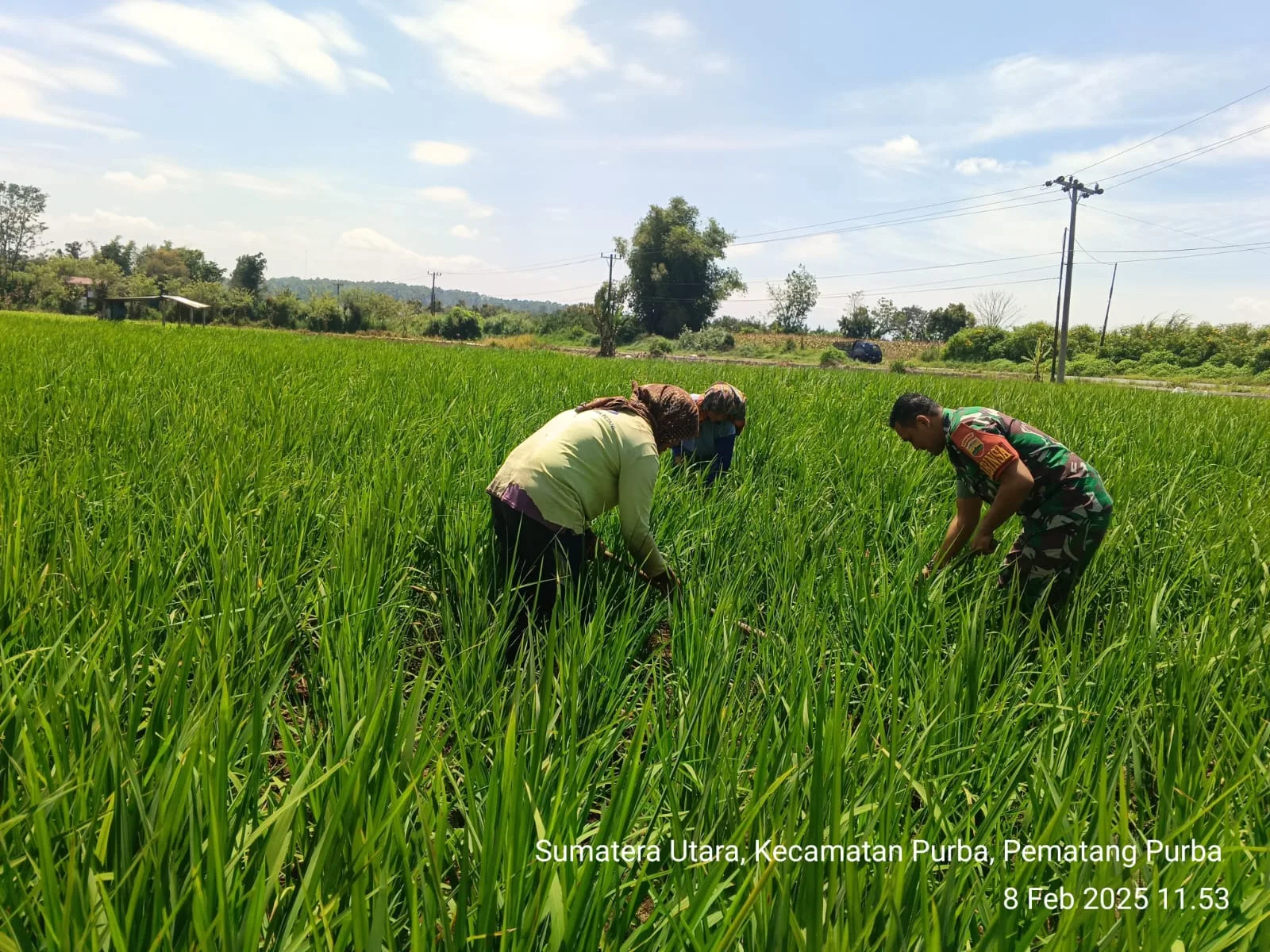 “Babinsa Koramil 13/Purba  Membantu Sambil berbincang Sama Petani Tentang Perawatan Padi”