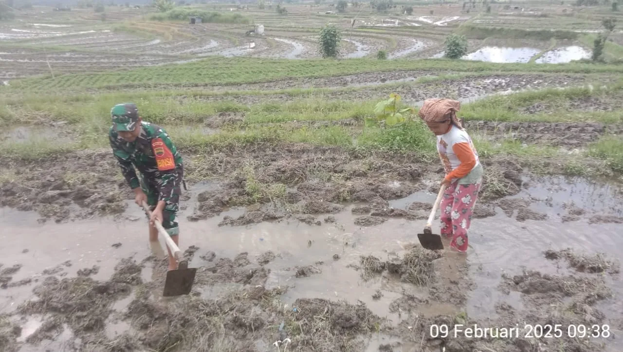 Babinsa Koramil 14/Raya Bantu Petani Olah Sawah, Dukung Ketahanan Pangan
