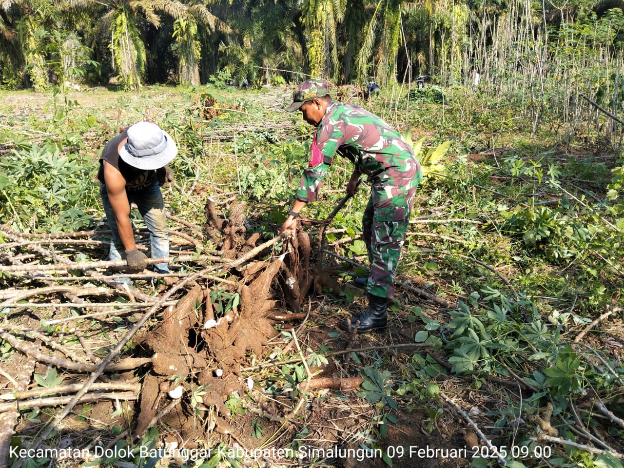 Babinsa Serbelawan Bantu Warga yang Sedang Panen Ubi Kayu di Nagori Padang Mainu