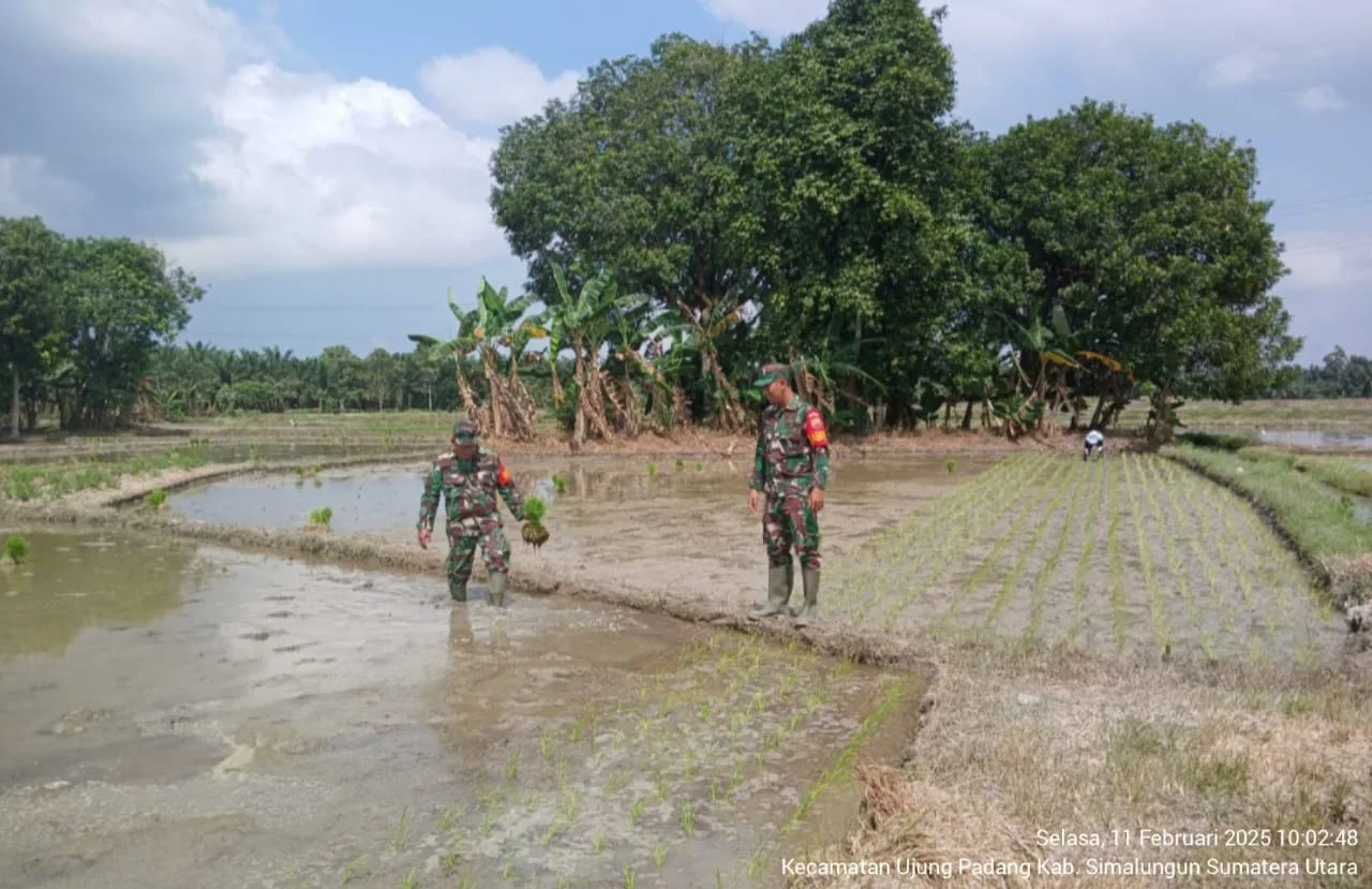 Untuk mendukung peningkatan Produktivitas pertanian Babinsa Bosar Maligas Laksanakan Pendampingan Hanpang Luas Tambah Tanam (LTT)