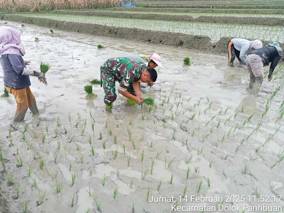 Babinsa Koramil 09/Tiga Balata Bantu Petani Tanam Padi, Wujud Nyata Sinergi TNI dan Rakyat