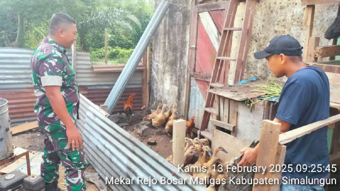 Tingkatkan Produktivitas peternakan Babinsa Bosar Maligas Komsos dengan Peternak Bebek Petelur