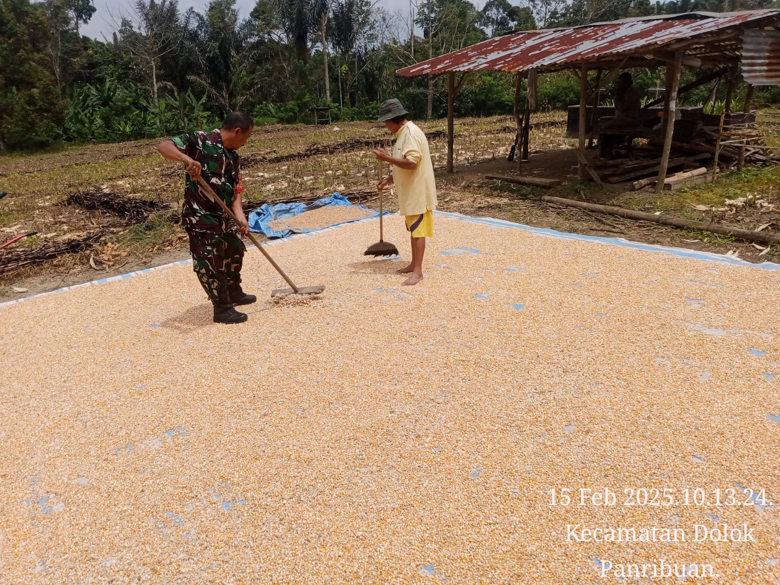 Wujud Pendampingan Ke Petani, Babinsa Tiga Balata Bantu Jemur Jagung milik Warga Binaan