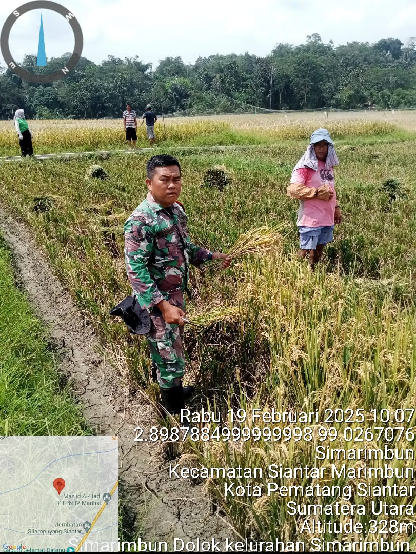 Sukseskan Ketahanan Pangan, Babinsa Koramil Siantar Selatan Bantu Petani Panen Padi