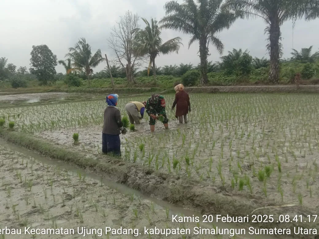 Babinsa Koramil 07/Bosar Maligas Dampingi Petani Tanam Padi Varietas Unggulan di Nagori Se’i Merbau