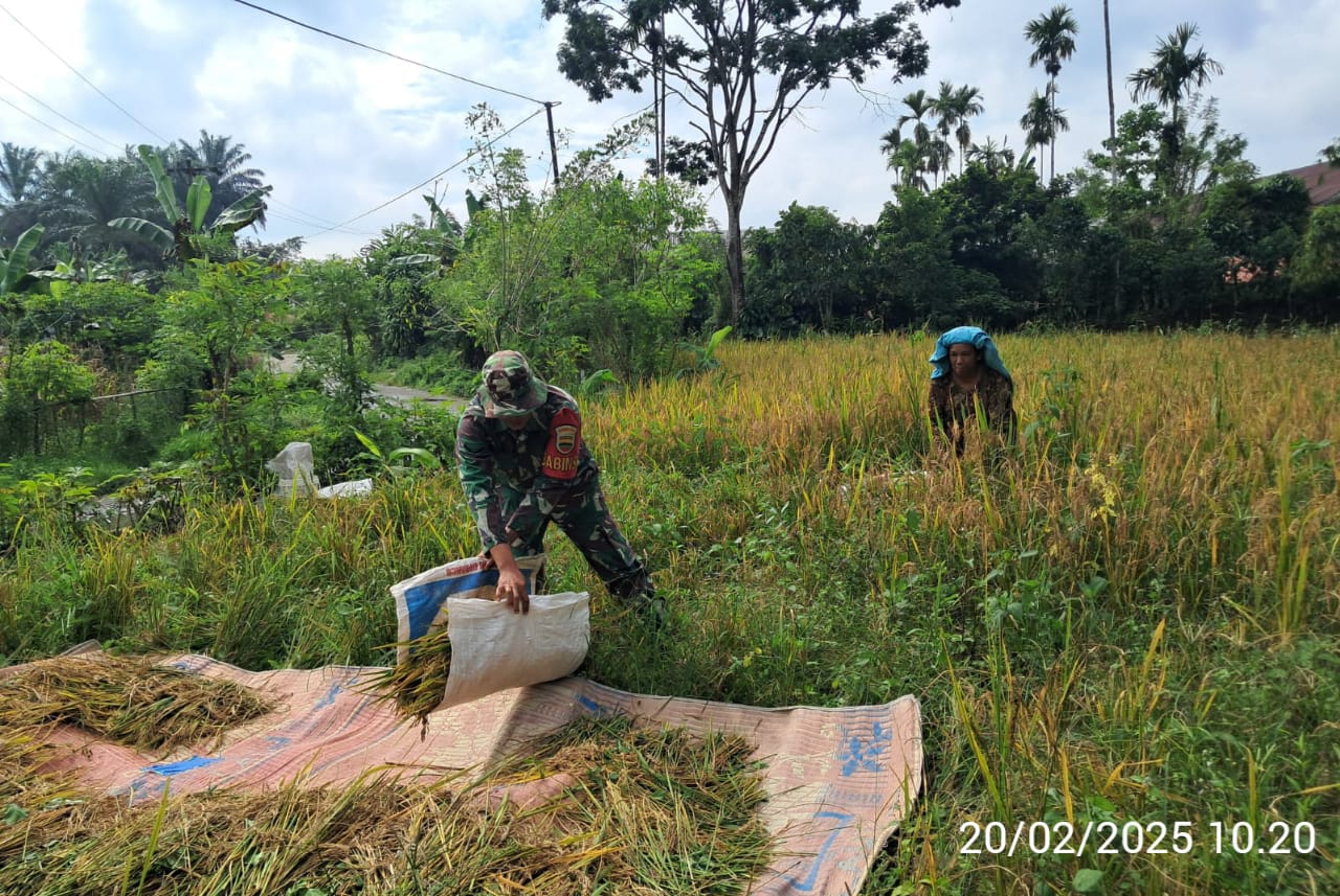 Wujud Kepedulian terhadap Ketahanan Pangan Babinsa Koramil Raya Bantu Warga Panen Padi Darat