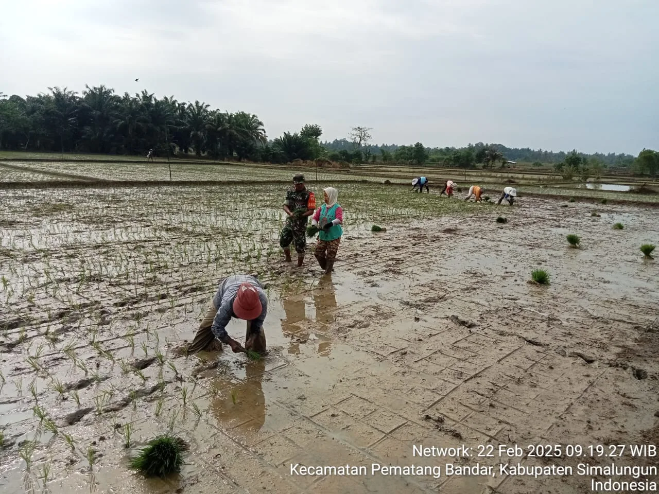 “Babinsa Koramil Perdagangan Dampingi Petani dalam Program Luas Tambah Tanam (LTT) untuk Dukung Ketahanan Pangan”