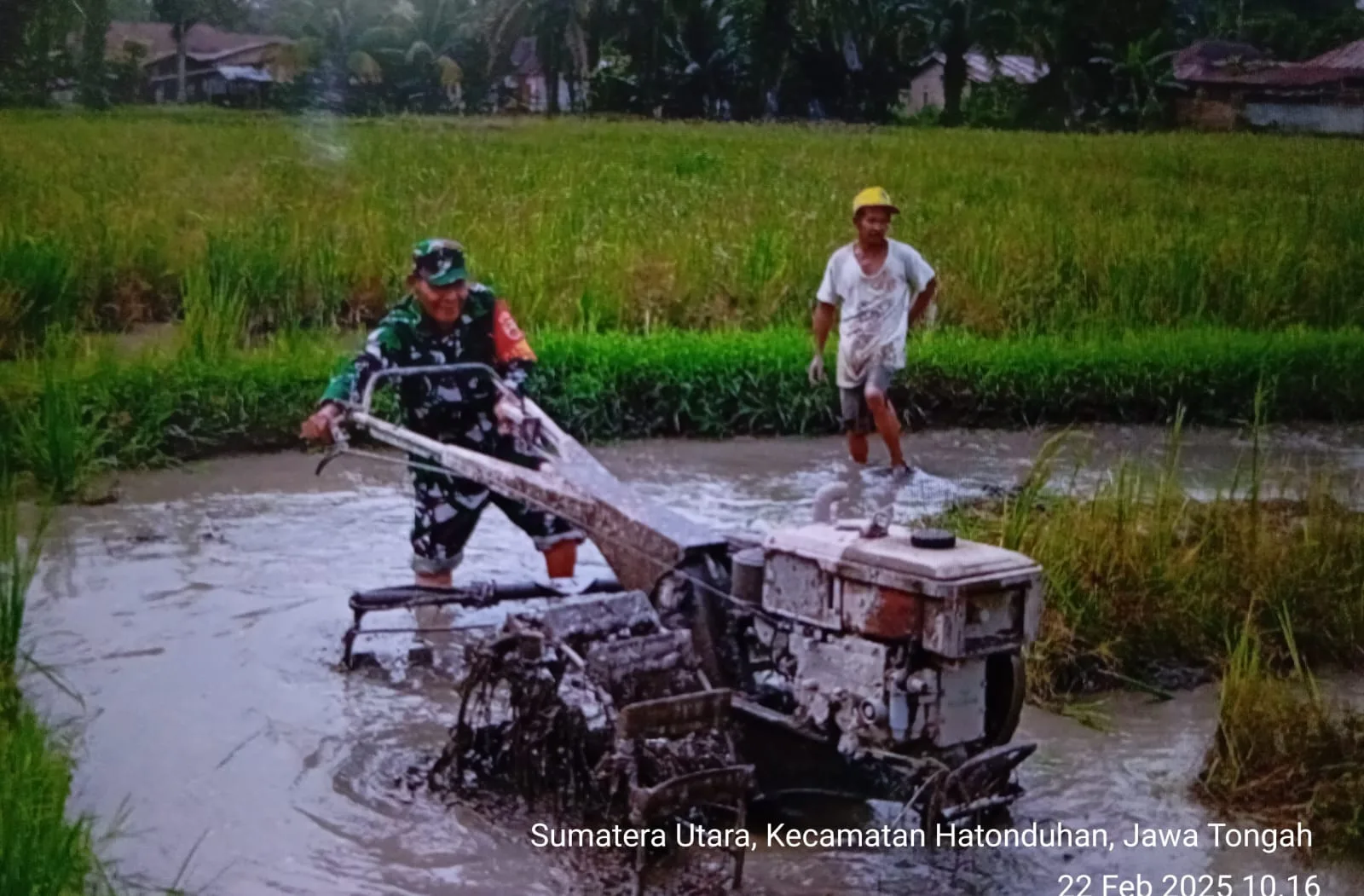 “Babinsa Koramil 10/Tanah Jawa Dampingi Petani Bajak Sawah, Dukung Percepatan Luas Tambah Tanam”