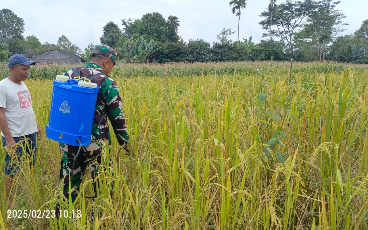 Babinsa Koramil 14/Raya Dampingi Petani Rawat Padi Gogo Demi Swasembada Pangan