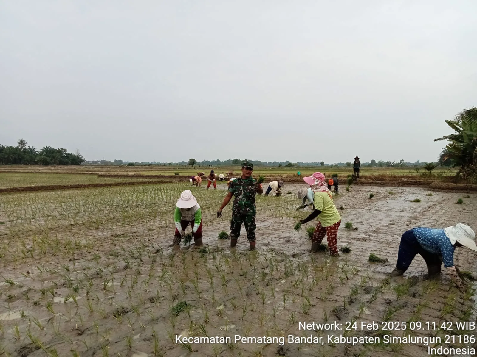 “Babinsa Koramil 06/Perdagangan Dampingi Petani Percepat Tanam Padi di Pematang Bandar”