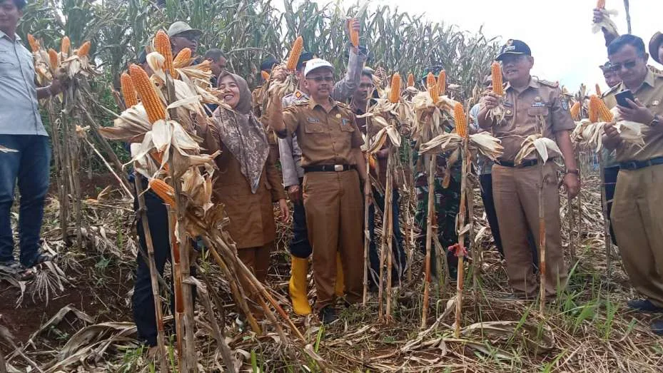 Hadiri Panen Jagung Asda 2 Ciamis  Ketahanan Pangan Menuju Indonesia Emas