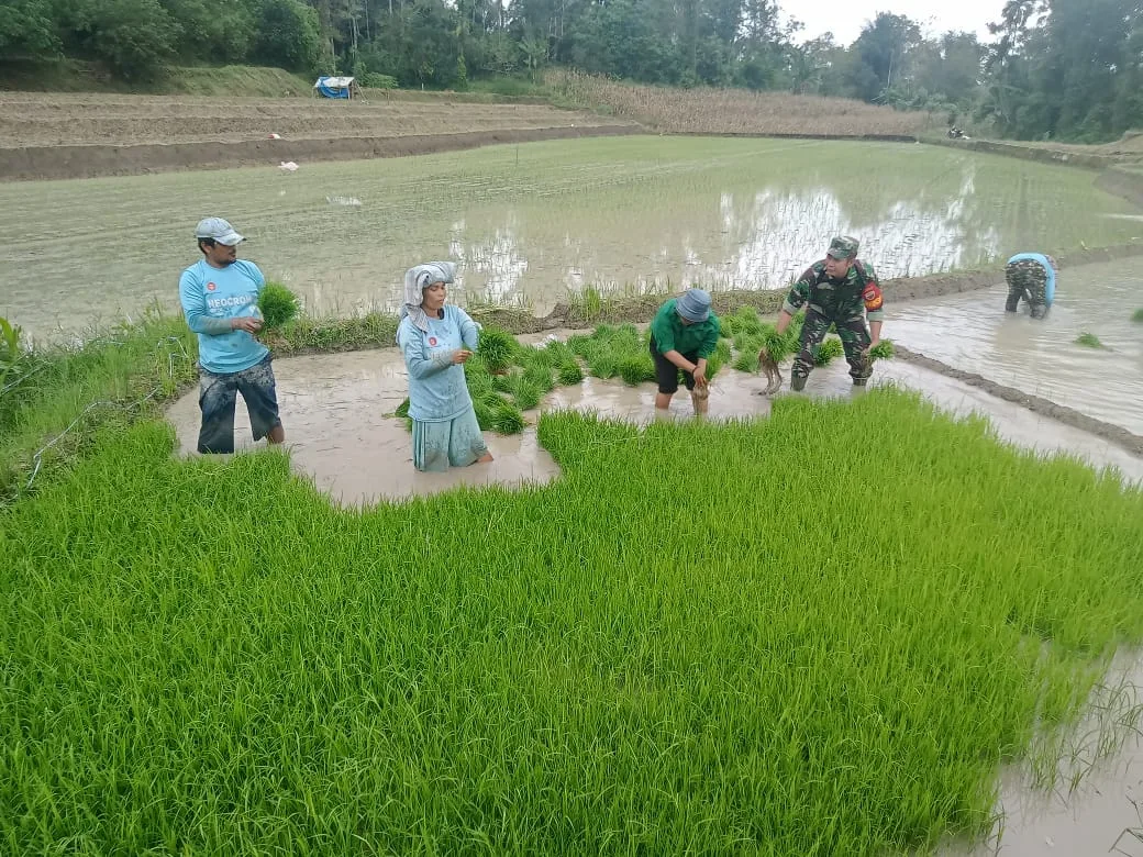 Babinsa Bersama PPL dan Poktan Mekar Bantu Petani Tanam Padi di Sidamanik