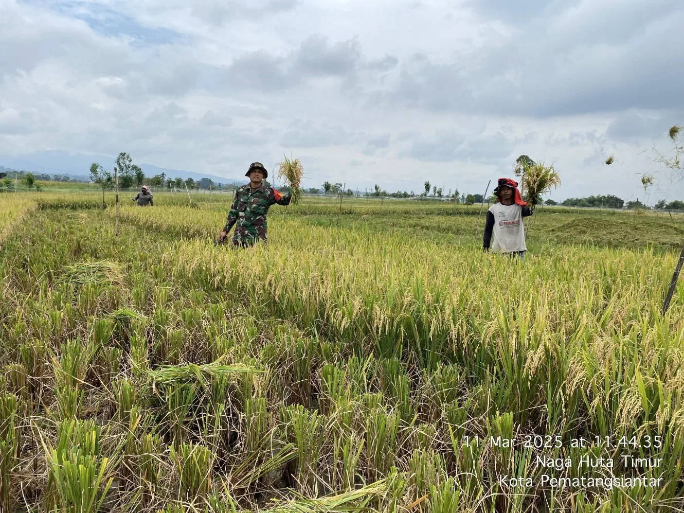 Sukseskan Ketahanan Pangan, Babinsa Koramil Siantar Selatan Bantu Petani Panen Padi