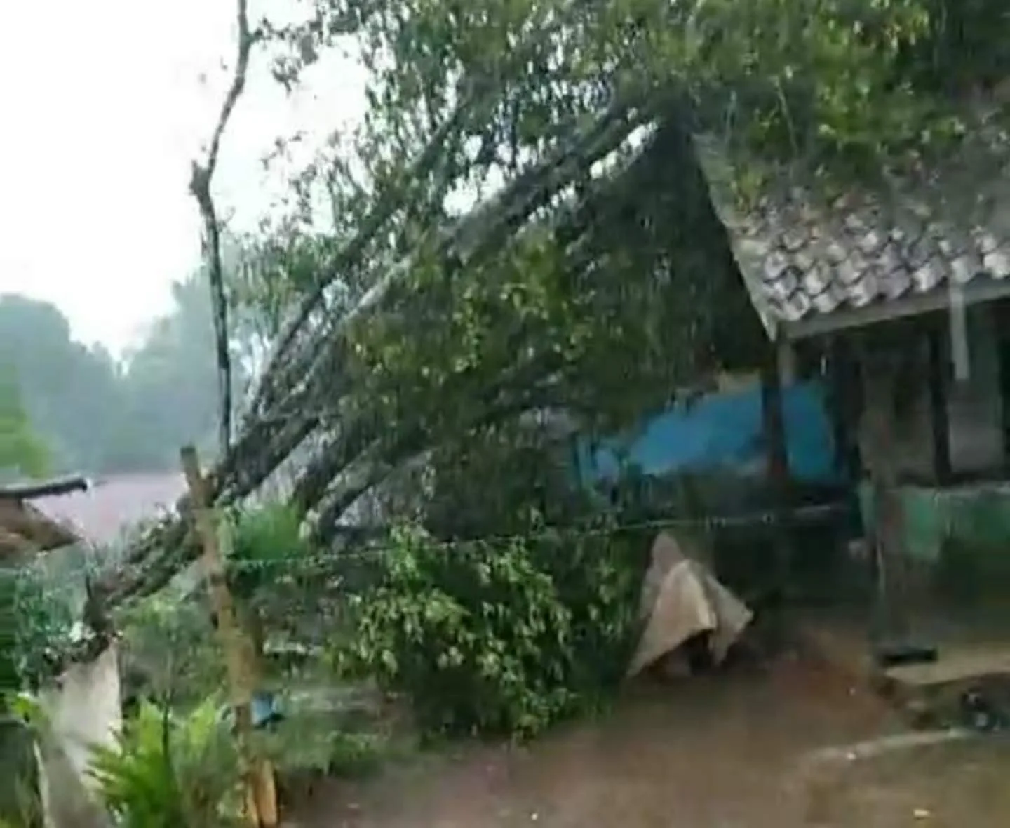 Akibat Angin Kencang  Rumah Warga di Kecamatan Panumbangan Tertimpa Pohon.