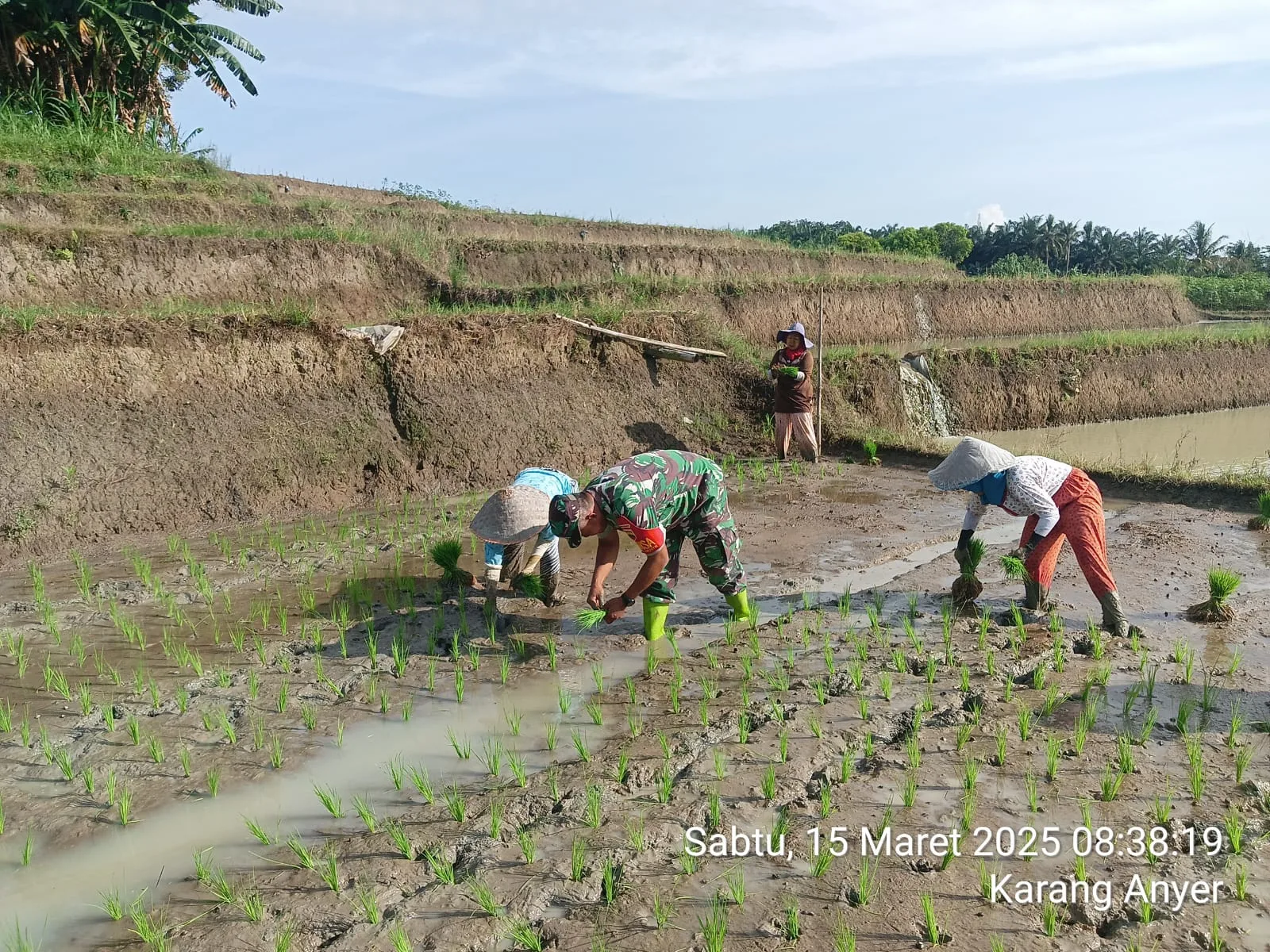 “Babinsa Koramil 08/Bangun Dukung Swasembada Beras, Dampingi Petani di Karang Anyar”
