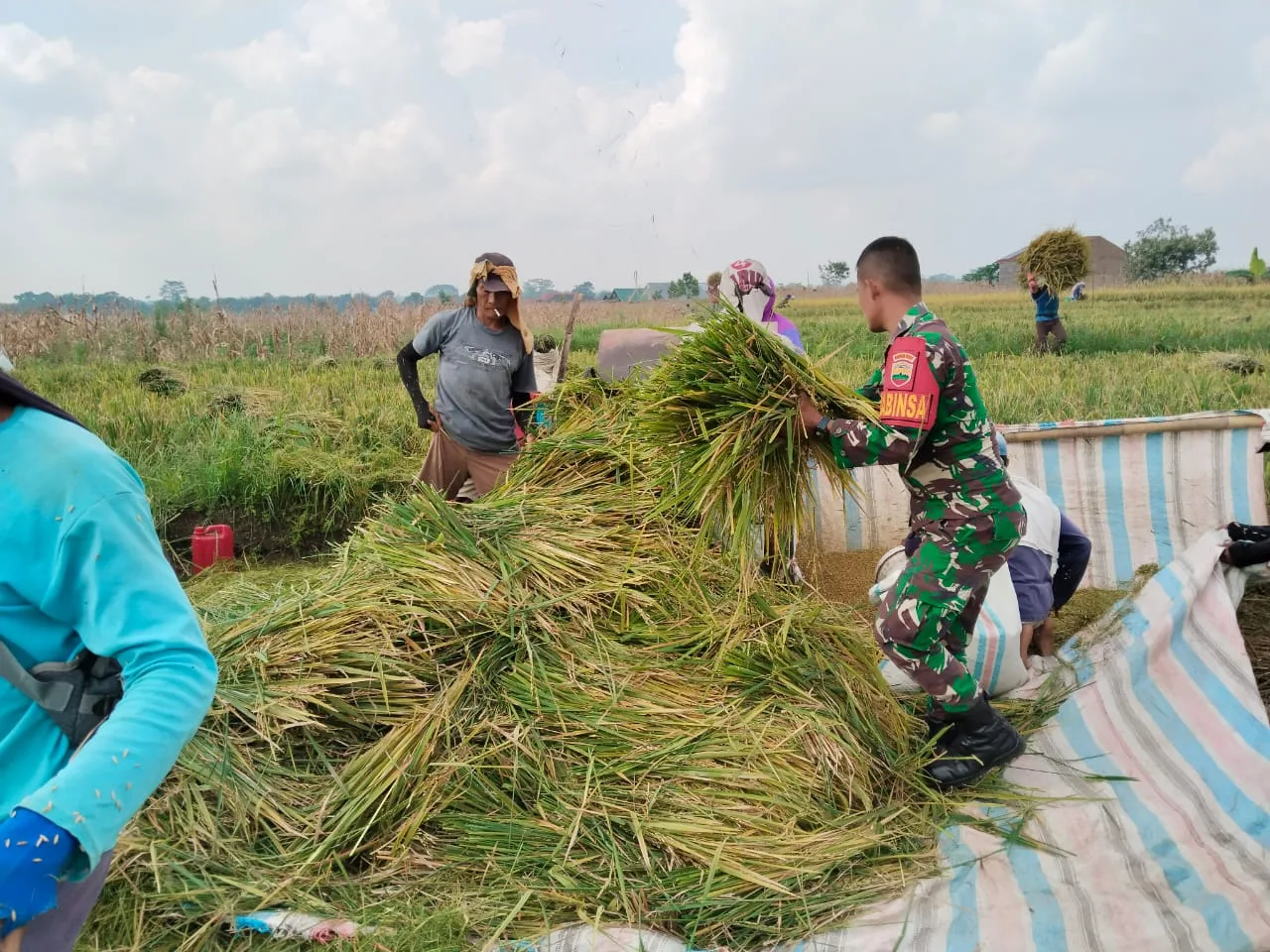 “Babinsa Koramil 03/Siantar Selatan Dampingi Petani dalam Perontokan Padi di Pematang Marihat”