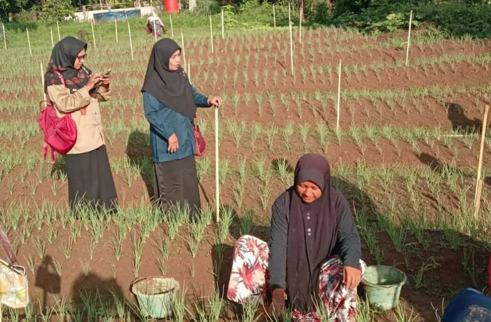 KWT Gampong Ladang Tanami Bawang Merah Ke Tiga kali