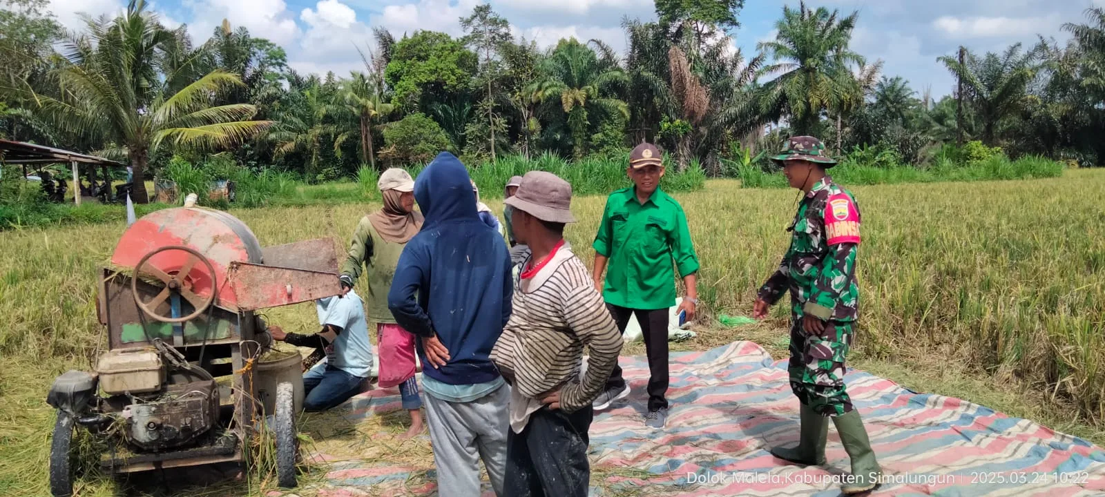 Bersama Petani, Babinsa Koramil Bangun   Percepat Panen Padi