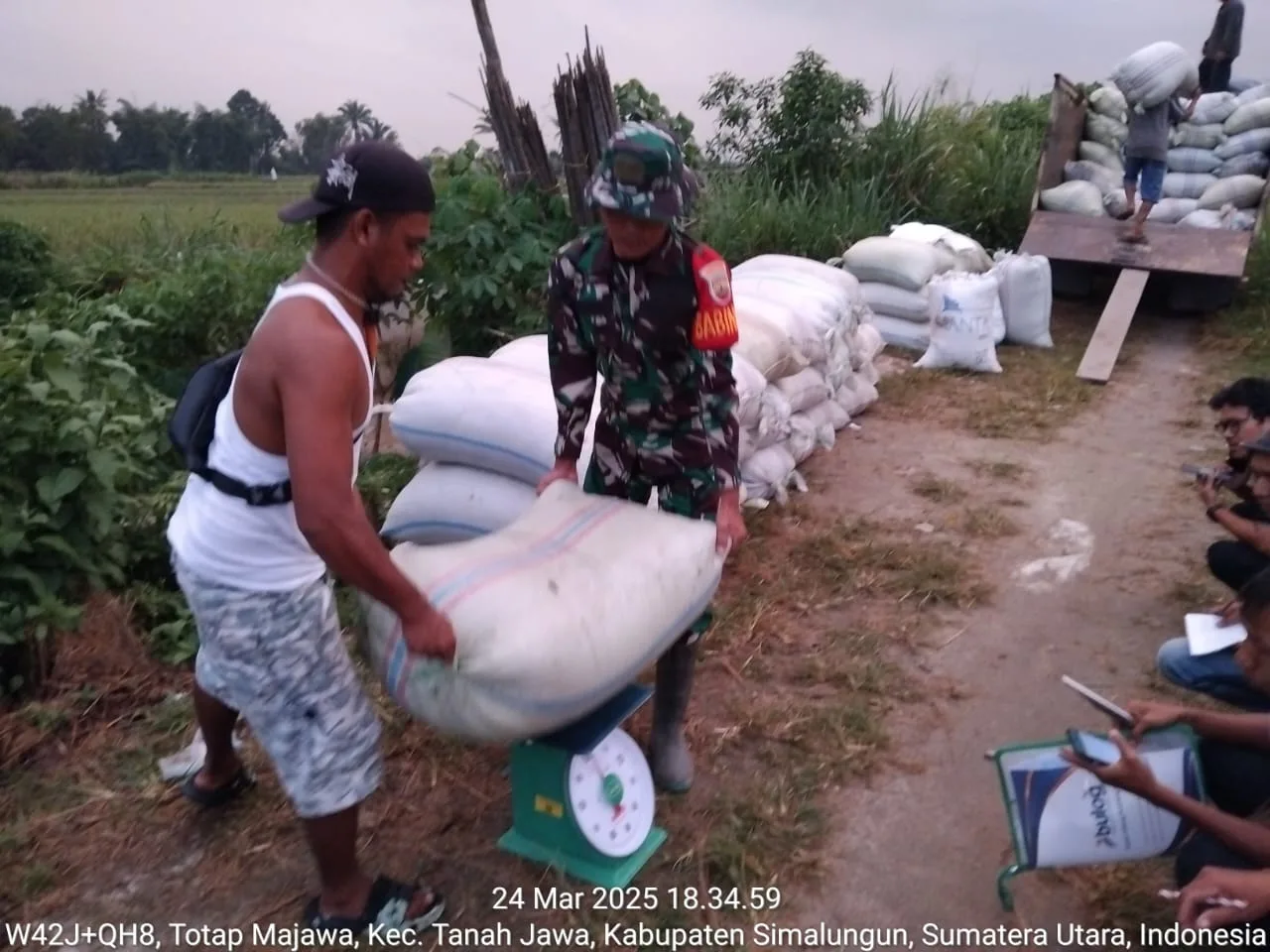 Dukung Petani, Babinsa Tanah Jawa  Bantu Proses Serapan Gabah Usai Panen