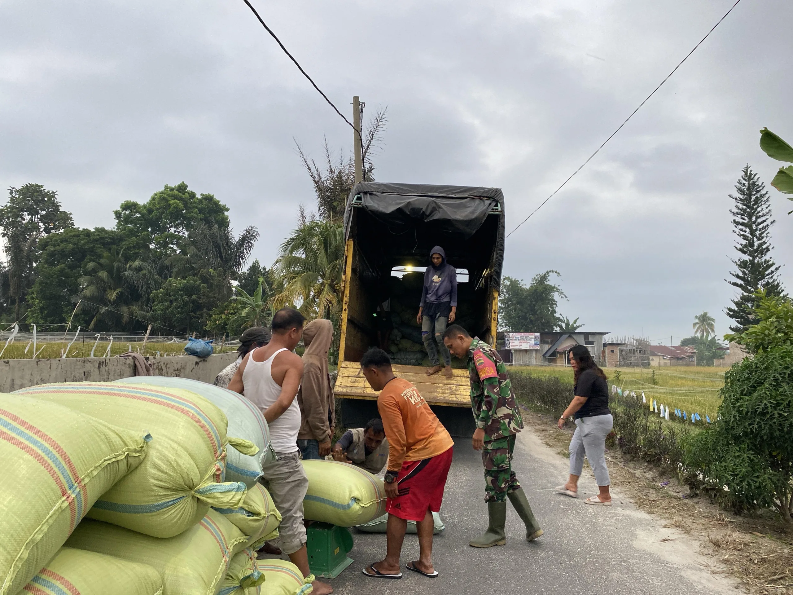 Babinsa Koramil 03/Siantar Selatan Dampingi Bulog Serap 42 Ton Gabah di Nagahuta Timur