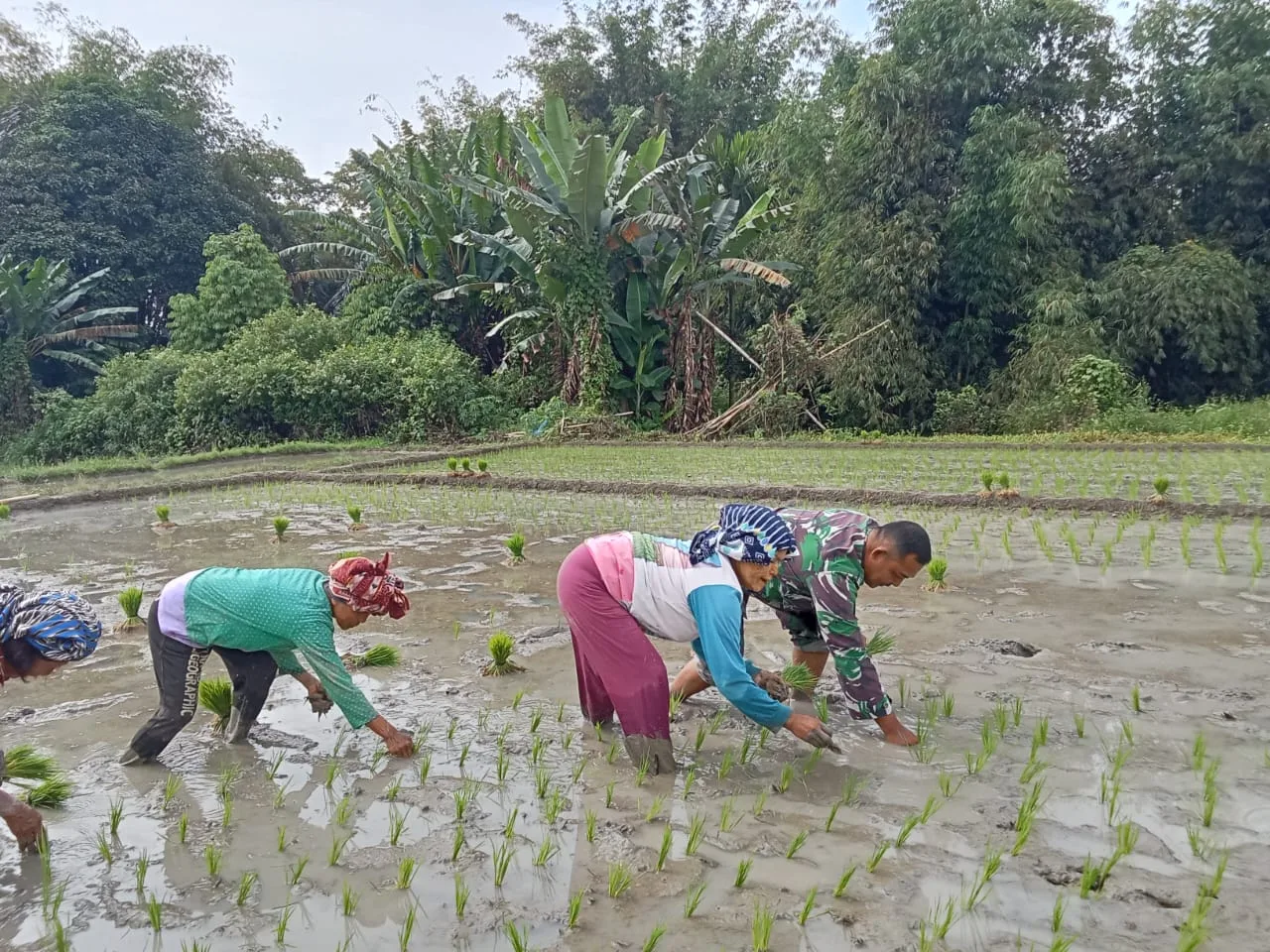 Babinsa Koramil 14/Raya Dampingi Petani Tanam Padi di Nagori Sihubu Raya