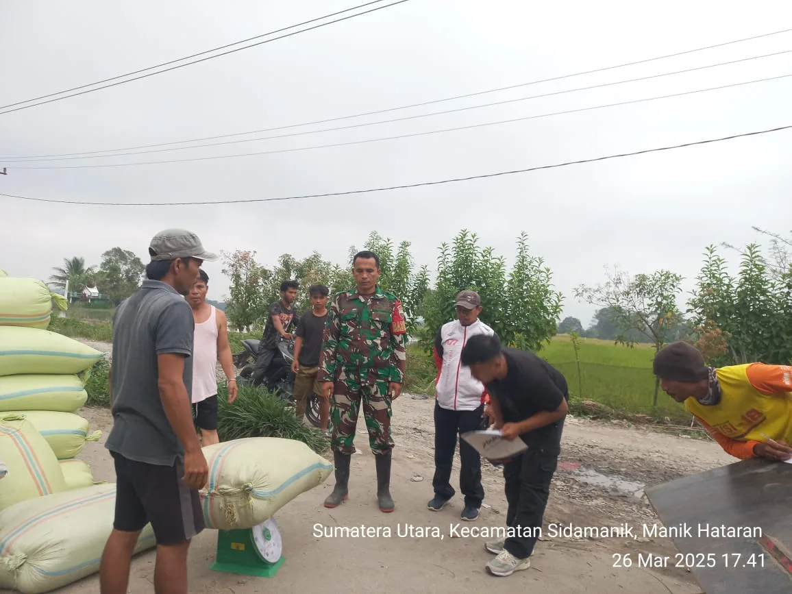 Jaga Harga Gabah Petani, Babinsa Sidamanik dan Bulog Tingkatkan Kerja Sama