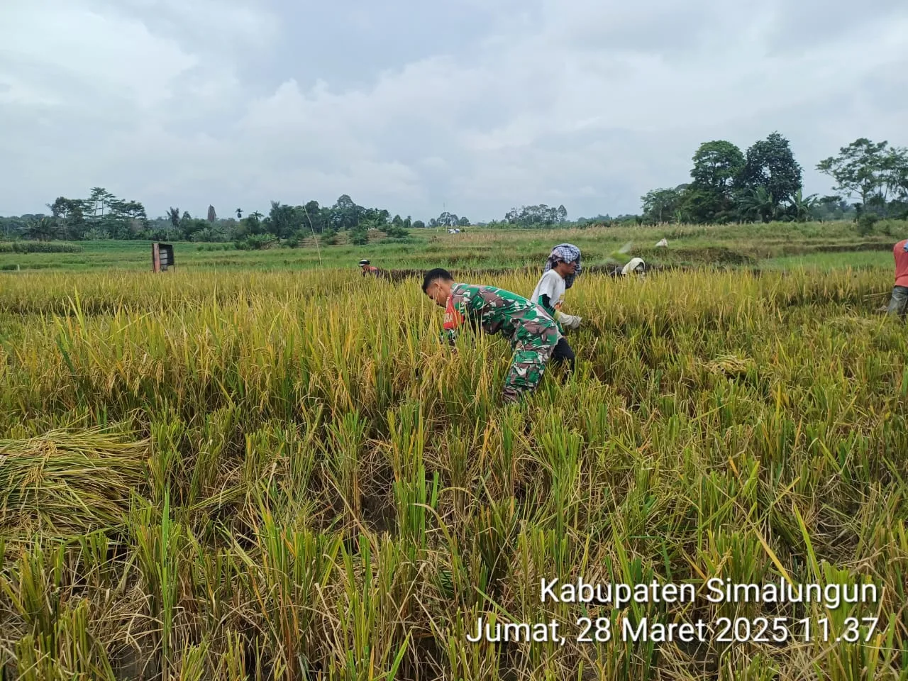 Babinsa Koramil 09/Tiga Balata Dampingi Petani Panen Padi di Dolok Panribuan
