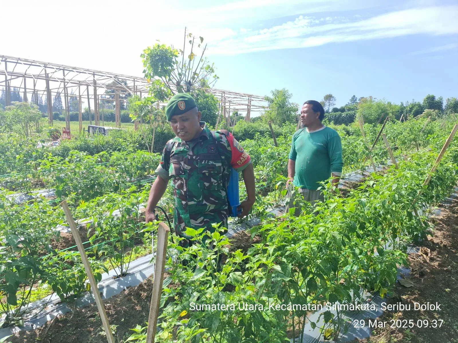 Pastikan Tanaman Sehat, Babinsa Dampingi Petani Lakukan Penyemprotan Cabai