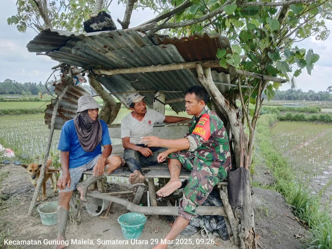 Babinsa Koramil 08/Bangun Komsos tentang Perawatan Padi dengan Petani untuk Panen Maksimal”