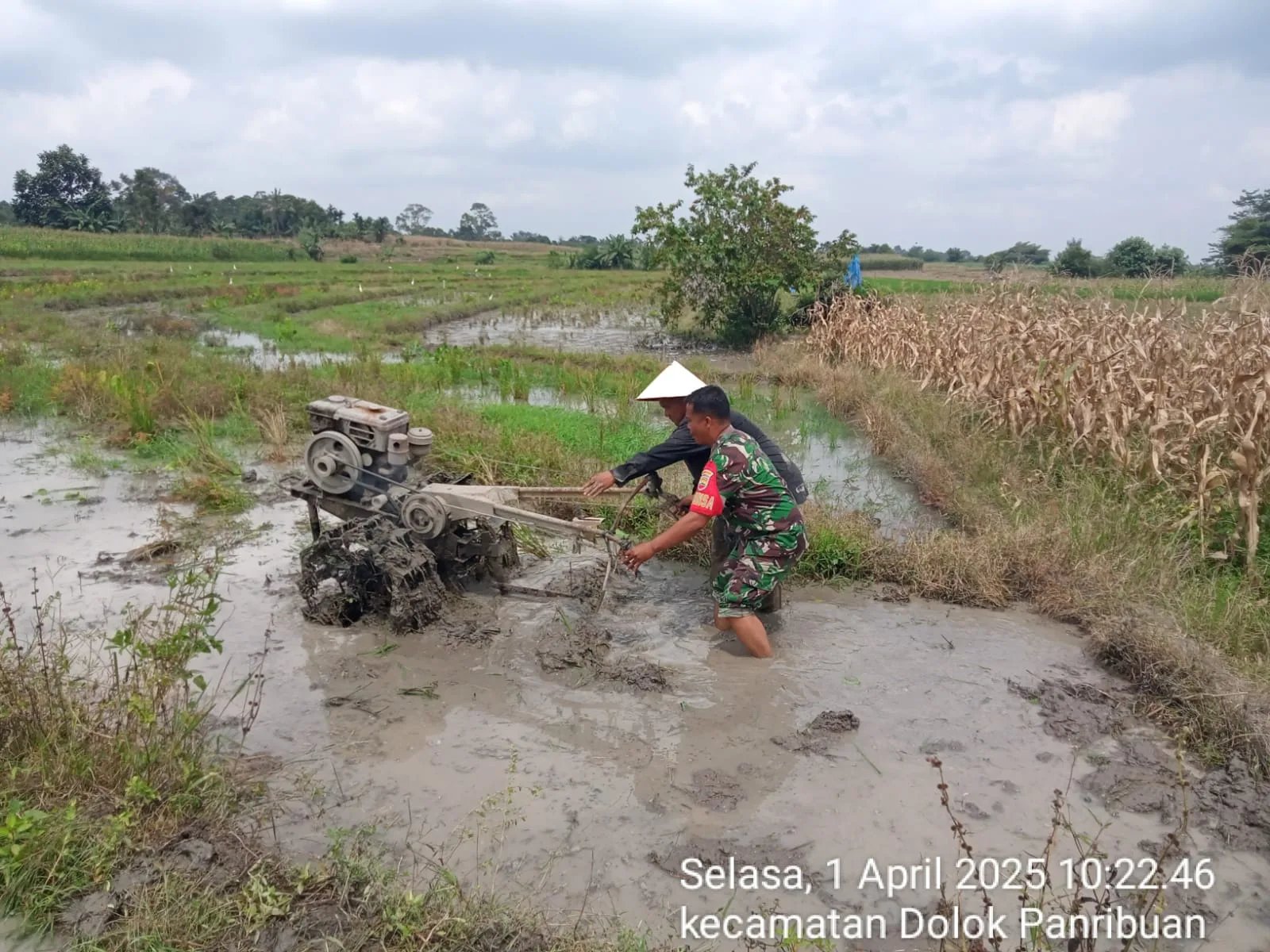 Babinsa Koramil 09/Tiga Balata Dampingi Petani Olah Lahan Sawah di Dolok Panribuan