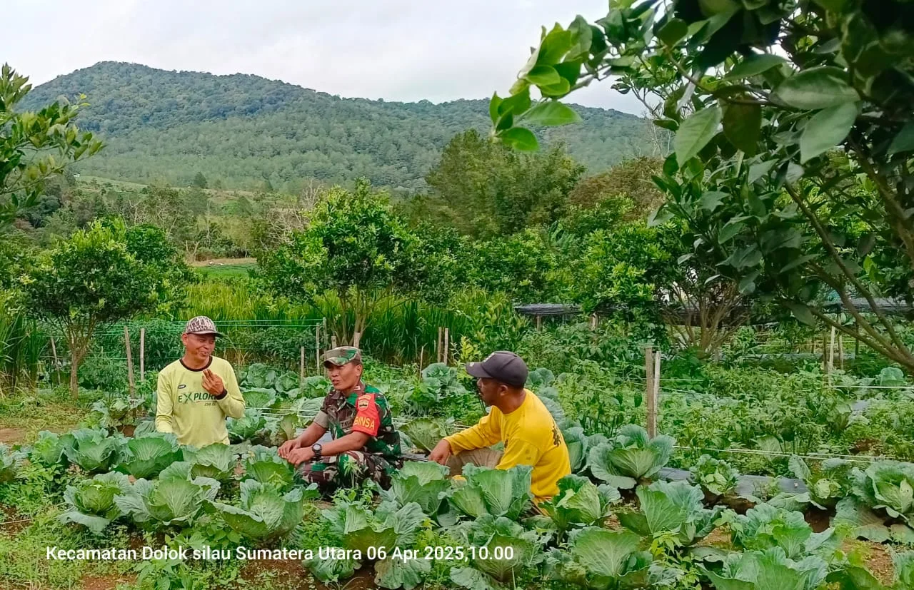 Babinsa Lakukan Komsos, Pererat Hubungan Dengan Petani Kol
