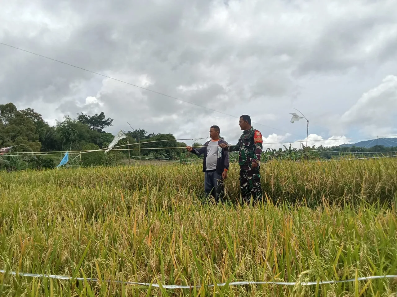 Tanaman Padi Diserang Hama Burung, Babinsa Sigap Turun Tangan