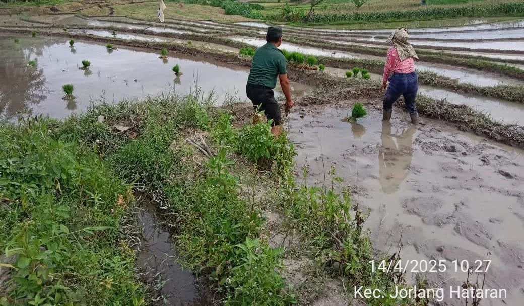 Semangat Petani Meningkat, Babinsa Aktif Dukung Luas Tambah Tanam