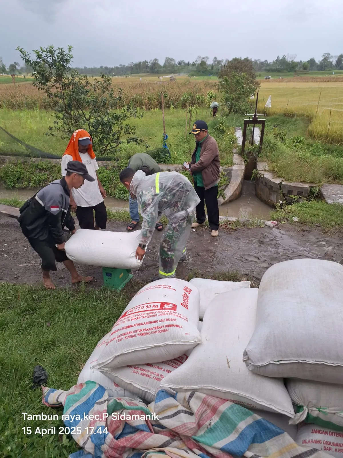 TNI Bantu Petani, Babinsa Sidamanik Terjun Langsung ke Lapangan Serap Gabah