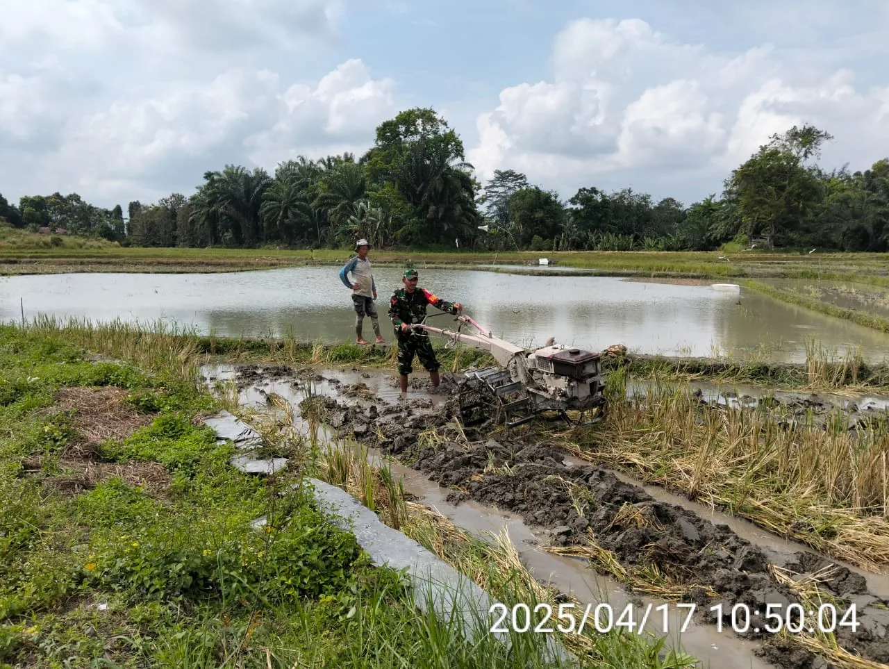 Babinsa Koramil 14/Raya Bantu Petani Olah Sawah, Wujud Kepedulian TNI untuk Ketahanan Pangan