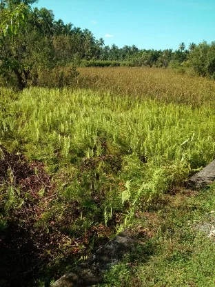 Areal Lahan Tidur Disama Tiga  Dipayakan Jadi Persawahan Baru.