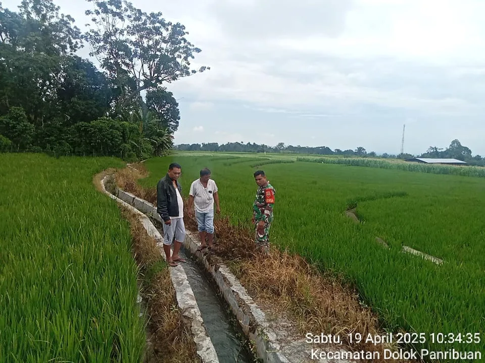 Babinsa Koramil Tiga Balata Tinjau Drainase Persawahan untuk Cegah Banjir di Marihat Marsada