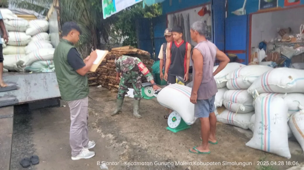 Solidaritas TNI-Bulog Lindungi Petani, Stabilkan Harga Gabah