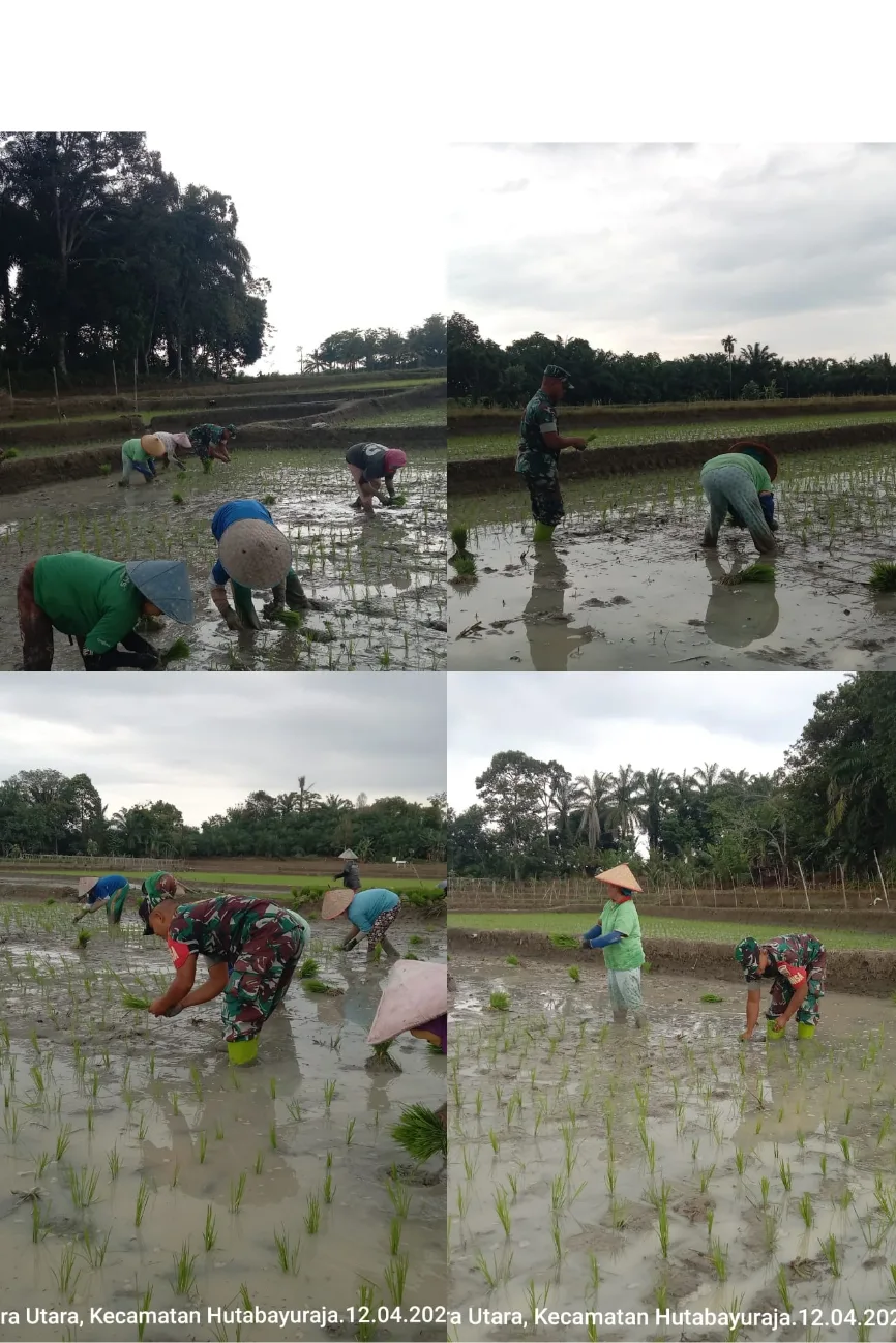 Wujud Ketahanan Pangan, Babinsa Tanam Padi Bersama Petani di diNagori Rajamaligas 1