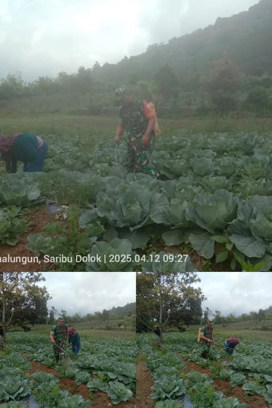 Babinsa Koramil Koramil 12/SD, Kodim 0207/Simalungun Komsos Dengan Petani Sayur di Wilayah Binaan