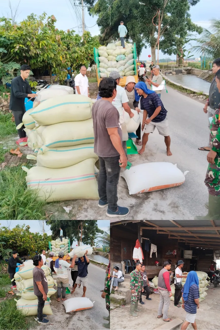 TNI-Bulog Bergerak, Harga Gabah Tetap Menguntungkan Petani