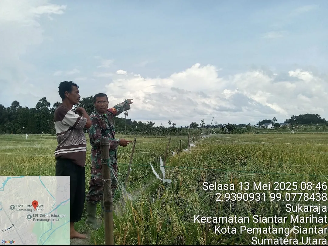 Jelang Panen, Babinsa Koramil 03/Siantar Selatan Koordinasi dengan Poktan Horas Nauli