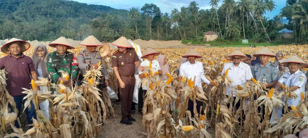 Bupati Madina Hadir Dalam Acara Panen Raya Perdana Jagung,di Lahan Reklamasi Eks Tambang Kotanopan.