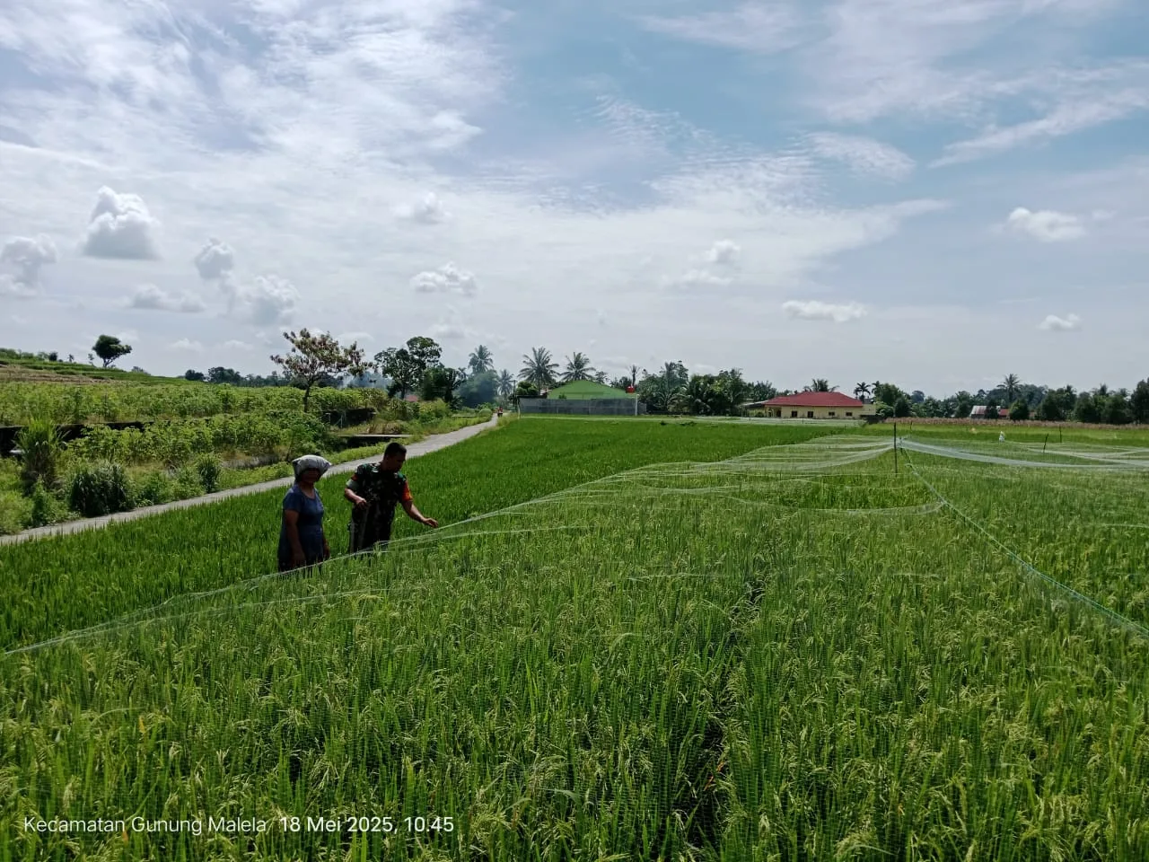 Cegah Gagal Panen, Babinsa Kodim 0207/Simalungun Bantu Petani Pasang Jaring