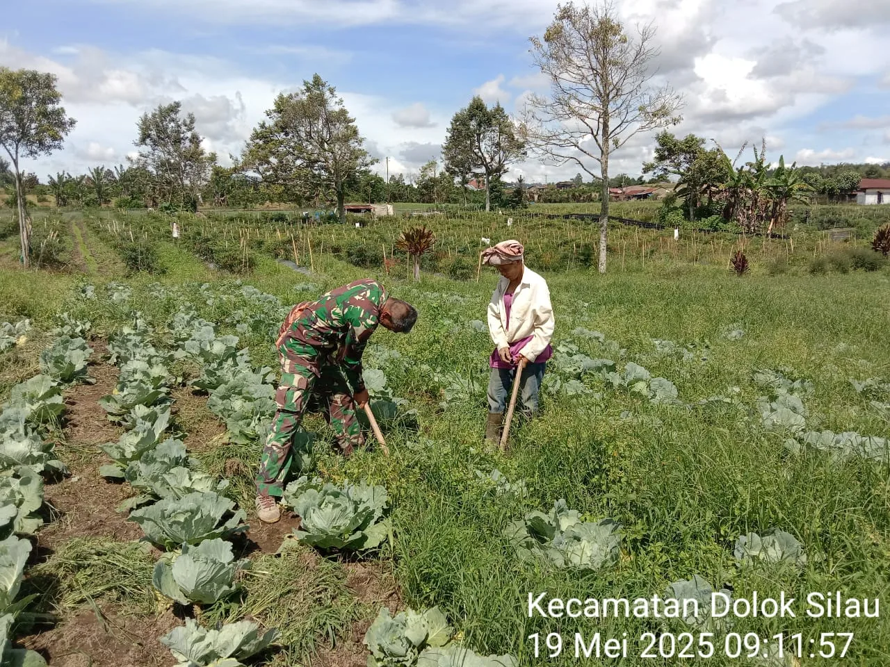 Babinsa Koramil 18/Dolok Silau Perkuat Komsos Lewat Aksi Nyata di Kebun Petani