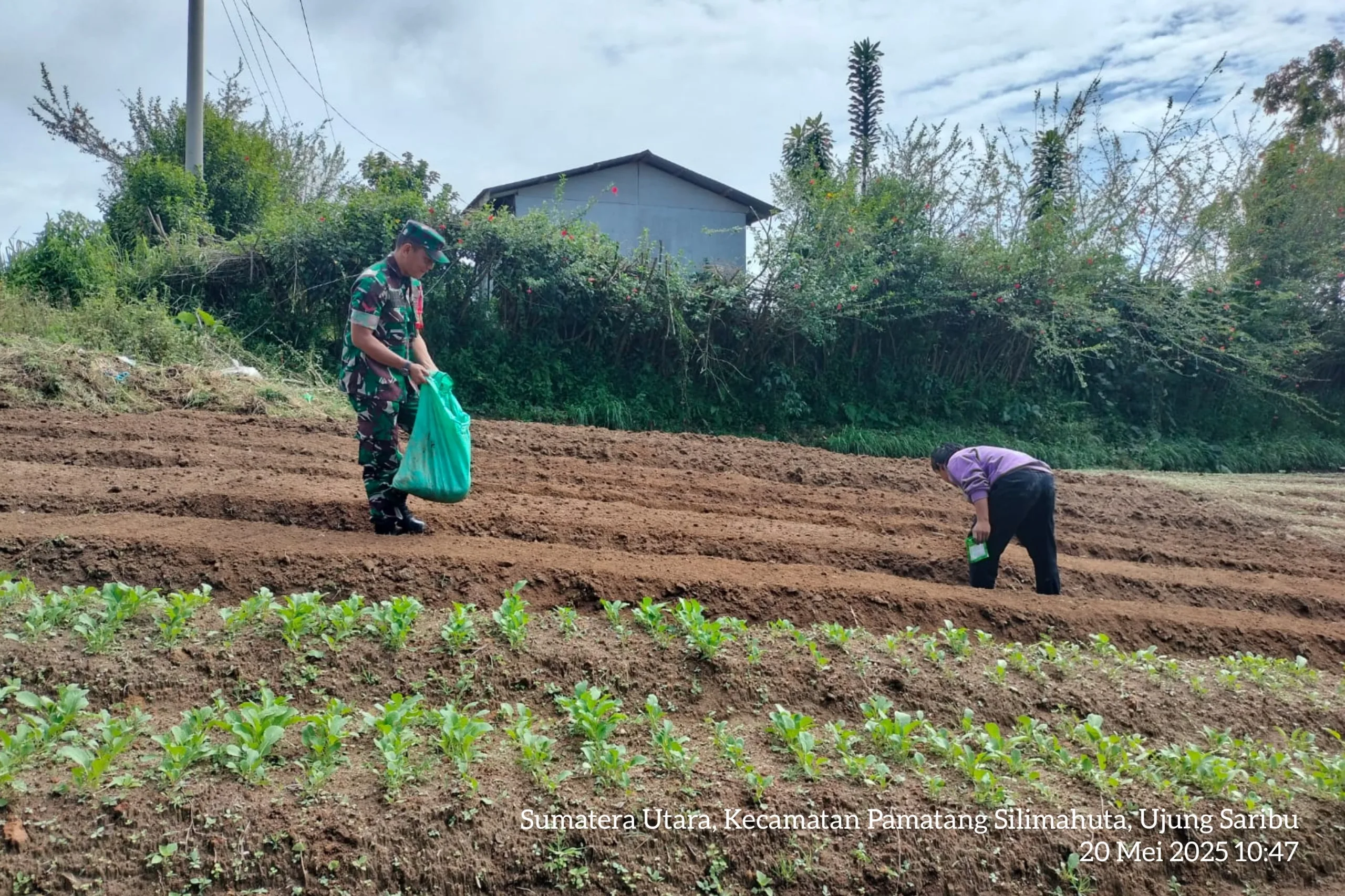 Babinsa Koramil 12/Saribu Dolok Turun ke Sawah, Bantu Petani Tabur Kompos di Nagori Ujung Saribu