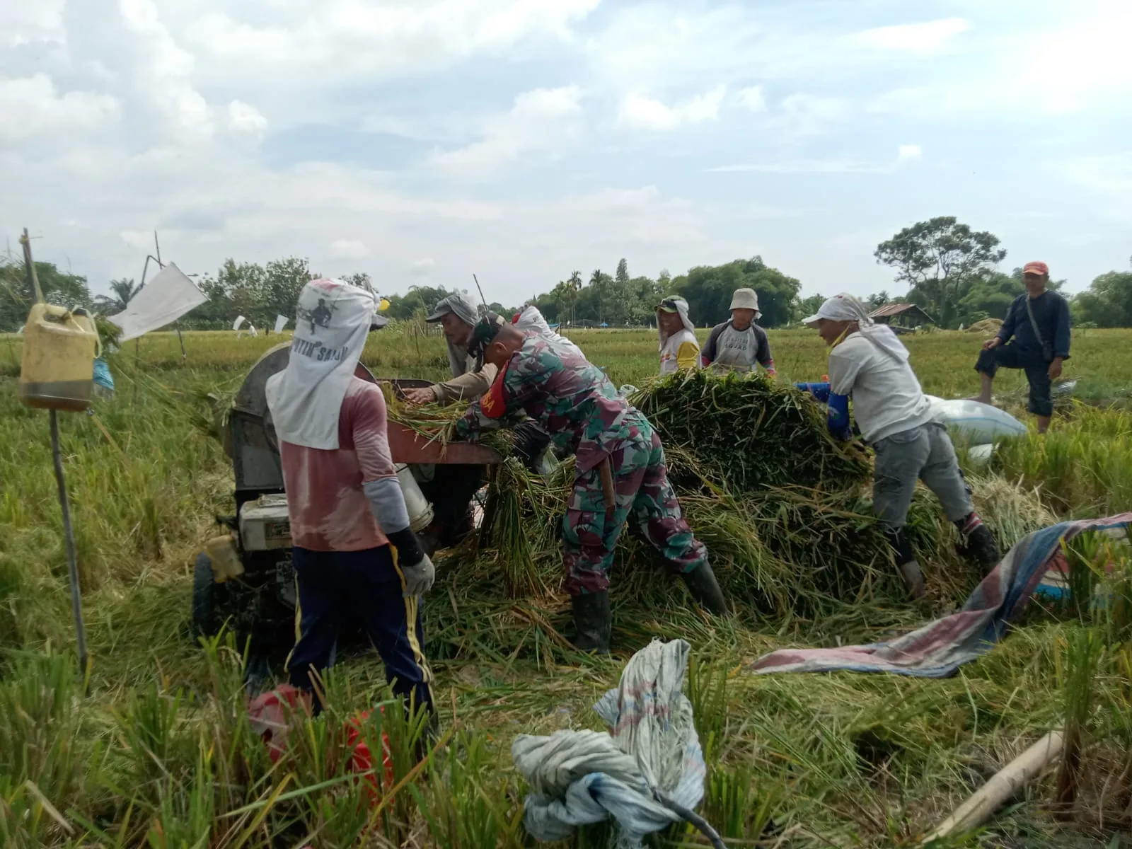 BABINSA KORAMIL 03/SIANTAR SELATAN TURUN KE SAWAH, PANEN PADI BERSAMA KELOMPOK TANI DI KOTA PEMATANG SIANTAR