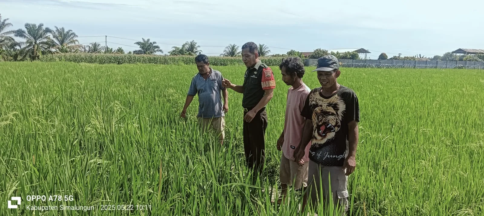 Babinsa Koramil 10/Tanah Jawa Bersama Petani Basmi Hama Demi Cegah Gagal Panen di Simalungun