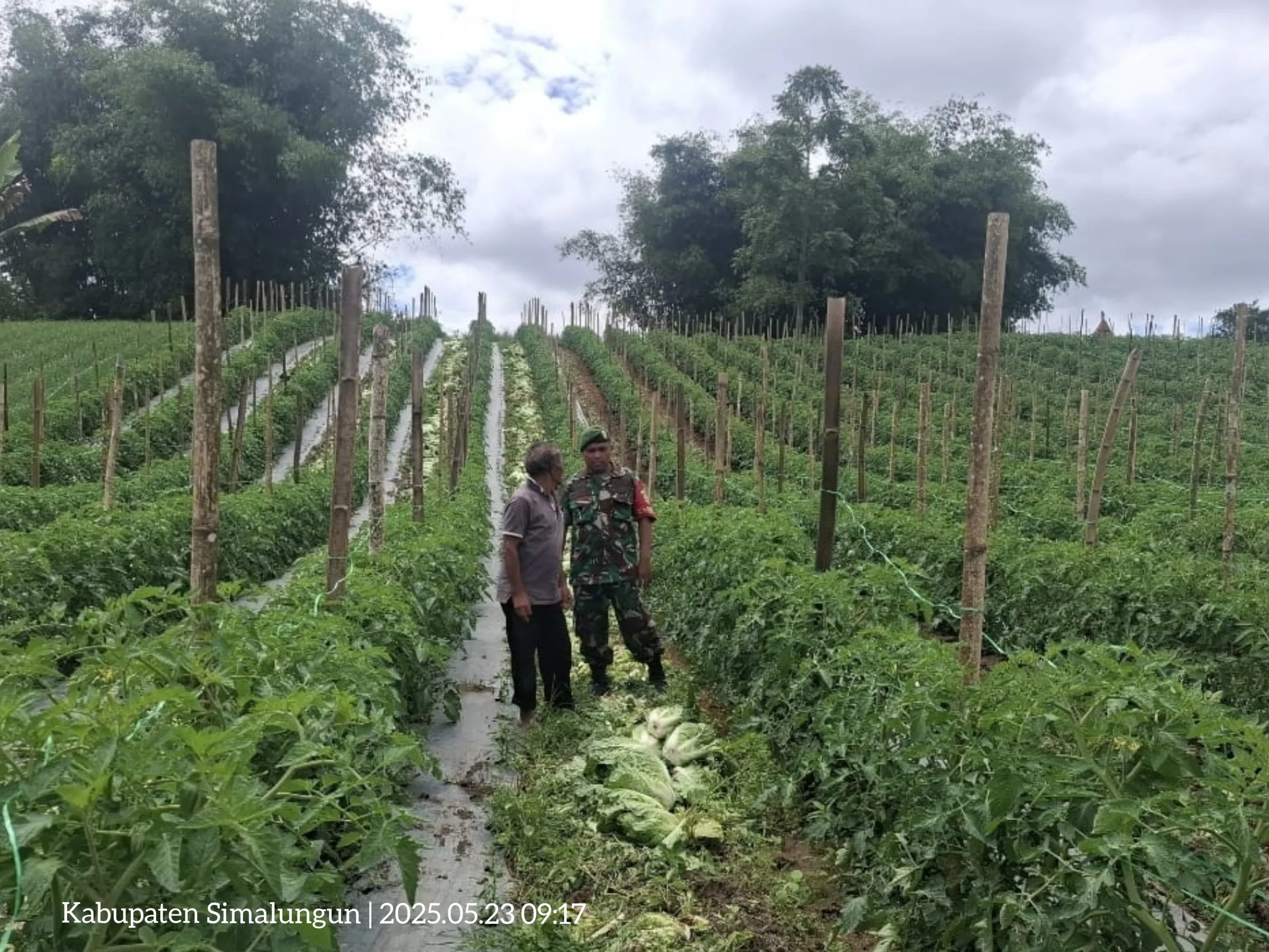 Babinsa Koramil 12/Saribu Dolok Dampingi Petani Cabai di Simalungun, Perkuat Ketahanan Pangan